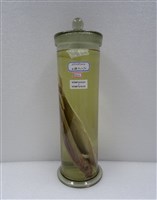 藏品(長鰳)的圖片